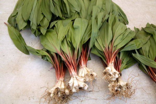 Блэкспрут сайт BlackSprutruzxpnew4af onion