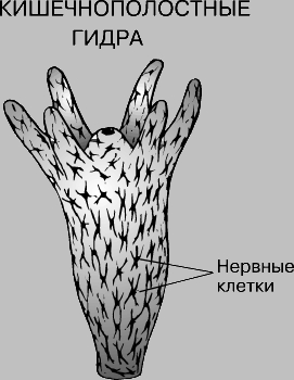 Кракен невозможно зарегистрировать пользователя